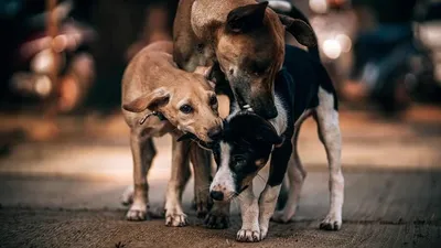 Stray dogs in Bali