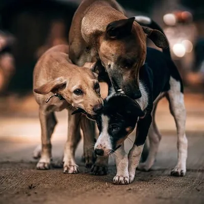 Stray dogs in Bali